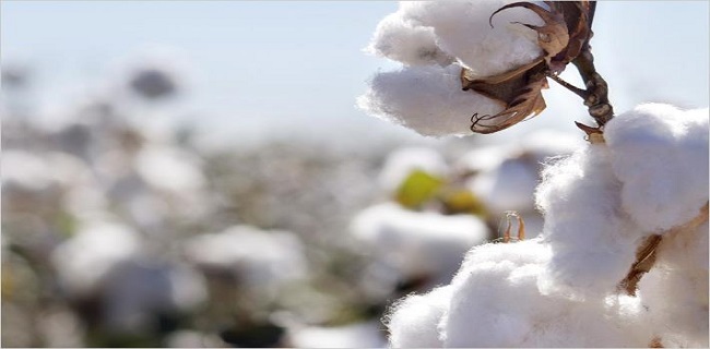 Egyptian cotton farmers