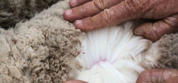 Wool Market Report 