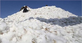 Egypt's cotton exports