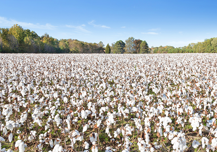 NACOTAN foresees higher cotton production in Nigeria Middle East
