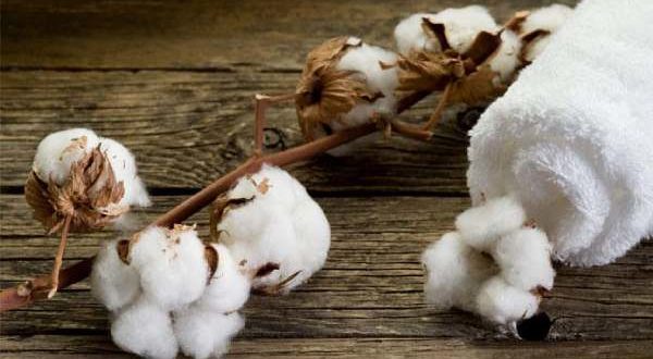 S African Govt-funded programme revives cotton industry