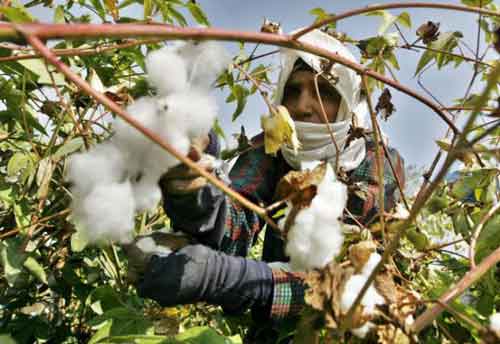 An Egyptian farmer harvests cotton at a farm near the Nile delta city of Mansura, 130km north of Cairo (AFP)