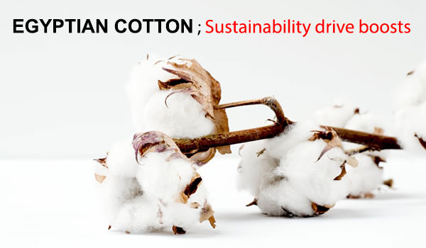 Egyptian cotton ; Sustainability drive boosts