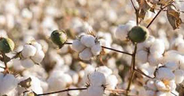 India's cotton imports continue to be high: Ind-Ra
