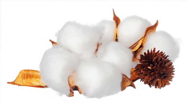 200 new organisations join Better Cotton Initiative