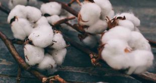 100% Turkish Cotton Period in Denim Fabric