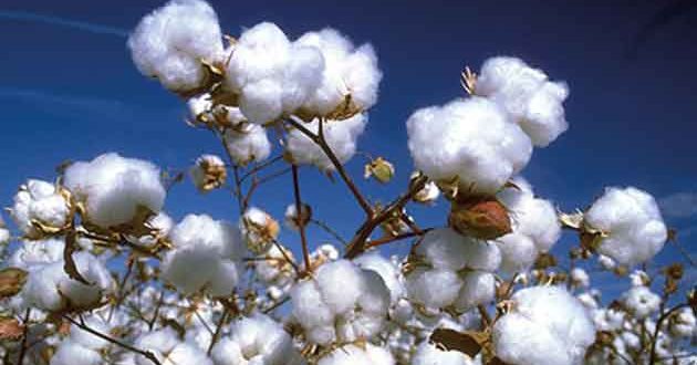 Pakistan withdraws all duties, taxes on cotton import