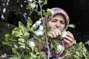 silk_weaving_Iran