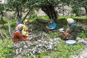 silk_weaving_Iran