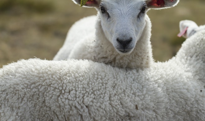 photo by Jorgen Haland-new zealand wool-min