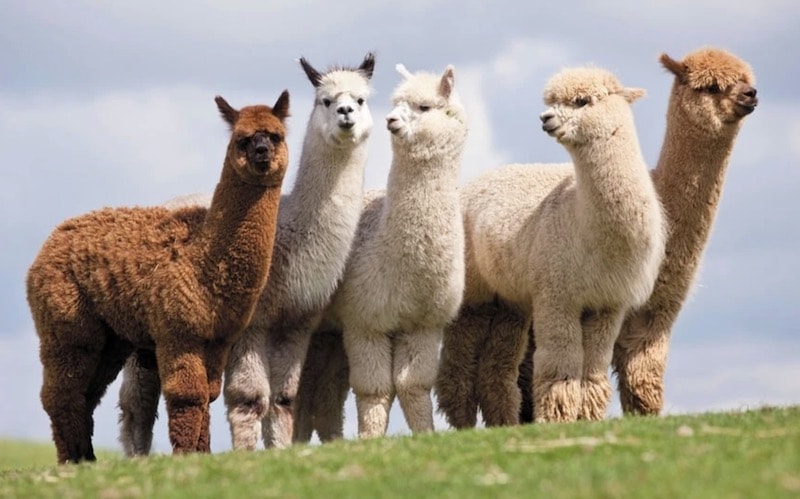 Alpaca herd in mountains