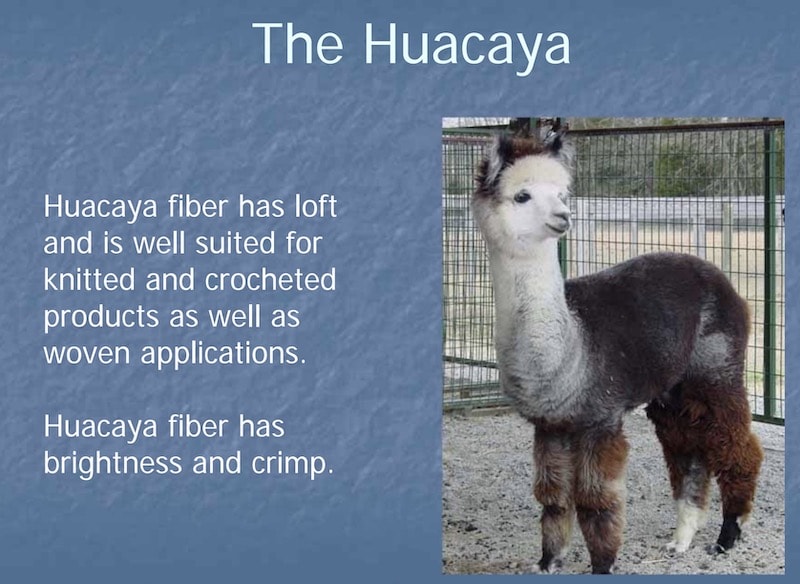 The Huacaya Alpaca fiber