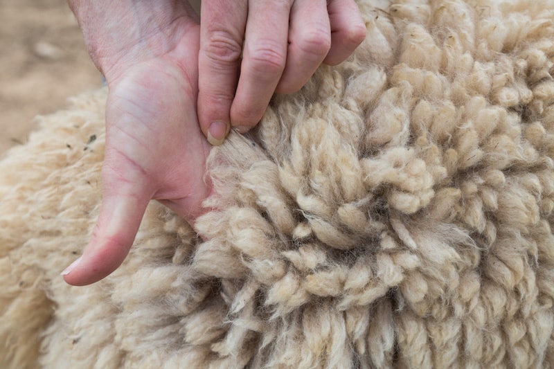 Alpaca Fleece Shorter Fiber / Pale Fawn / Pale Brown Alpaca / Alpaca / 1kg  / Whole Alpaca / Felting / Crafts / Carla 