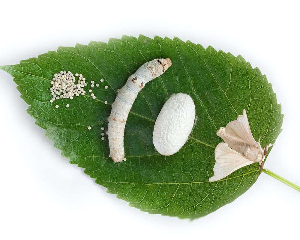 How Many Types Of Silkworms