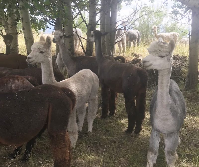 Alpaca Farm