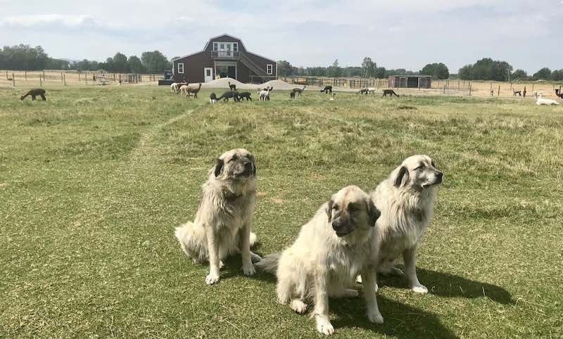 Alpaca Farm