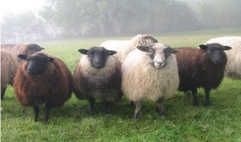 Sheep (Ovis aries) are ruminant mammals, typically kept as livestock.