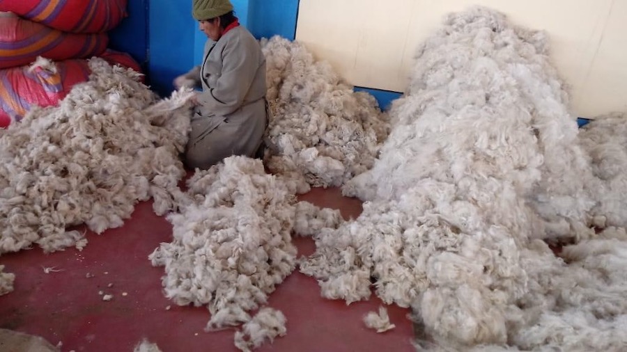 Sorting alpaca fiber manually