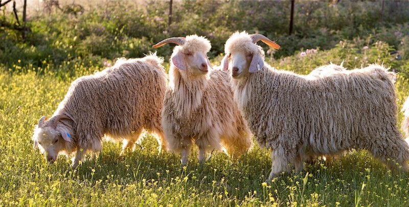 Mohair-goat-fibers