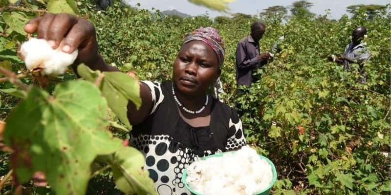 Kenya: To Grow Kenya's Textile Industry, We Must Revive Cotton Farming