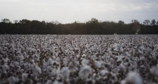 Africa-Cotton-fiber