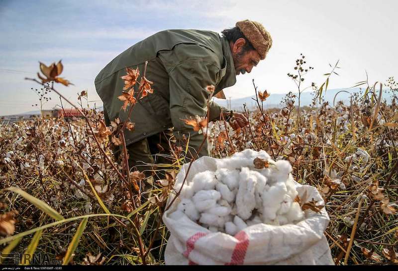 Cotton-Harvesting-kohan-journal