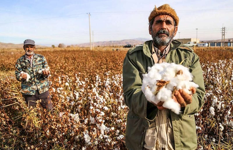 Cotton-Harvesting-in-North-Khorasan-Iran