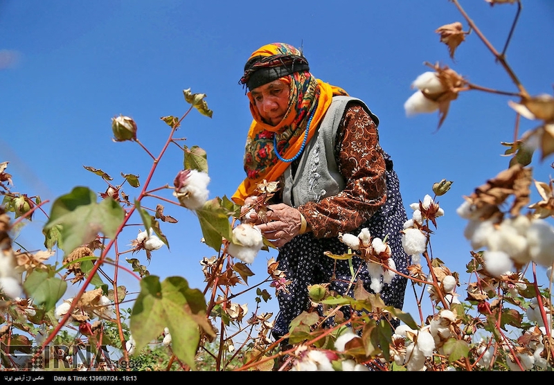 Cotton-Harvesting-kohan-journal