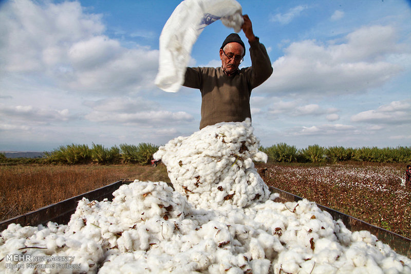 Cotton-Harvesting-kohan-journal