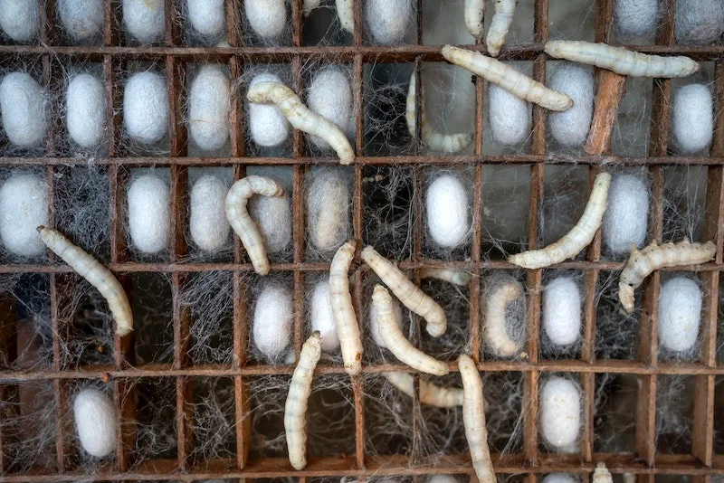 silkworms-mulberry-leaves-silkworm-sericulture-Ghana-kohan-textile-journal-min