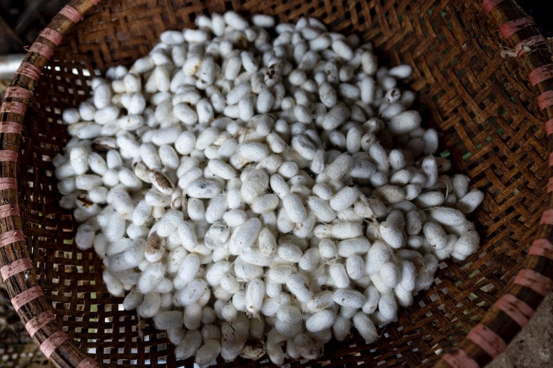 silkworms-mulberry-leaves-silkworm-sericulture-Ghana-kohan-textile-journal-min