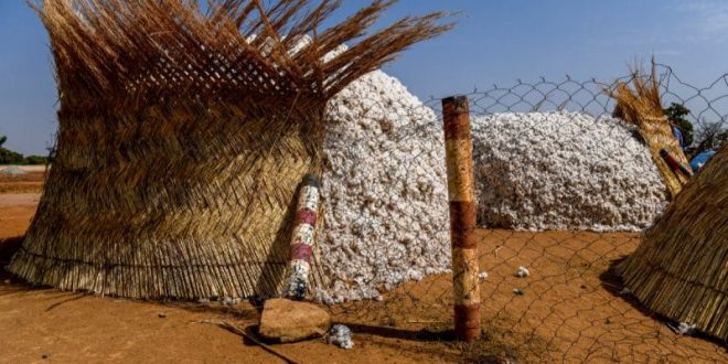 AFRICA: "CmiA" organic cotton clothing arrives in Lidl shops in Switzerland©Alexander BEE/Shutterstock