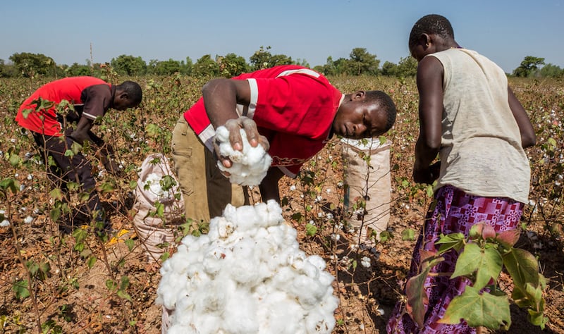 Nigeria’s cotton market sees rebound after textile forex ban