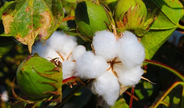 cotton-benin