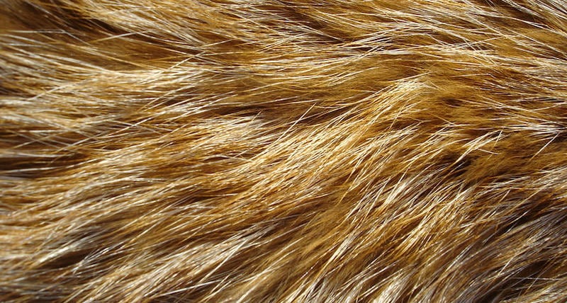 Natural Fibers Alliance criticizes UK designers for calls to ban fur