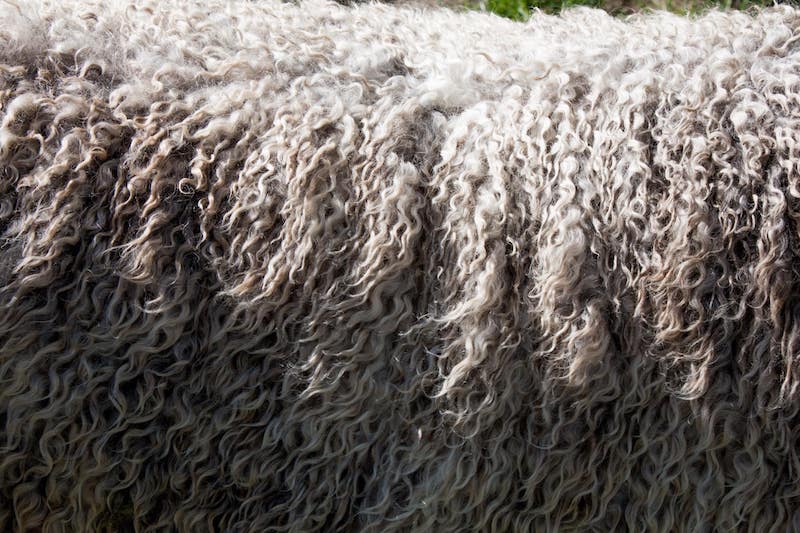 Australian shorn wool production continues a steady increase