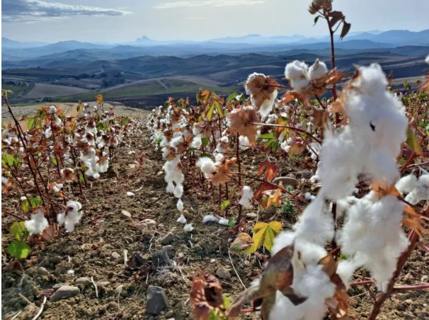 Haelixa and OVS partner on Italian traceable cotton