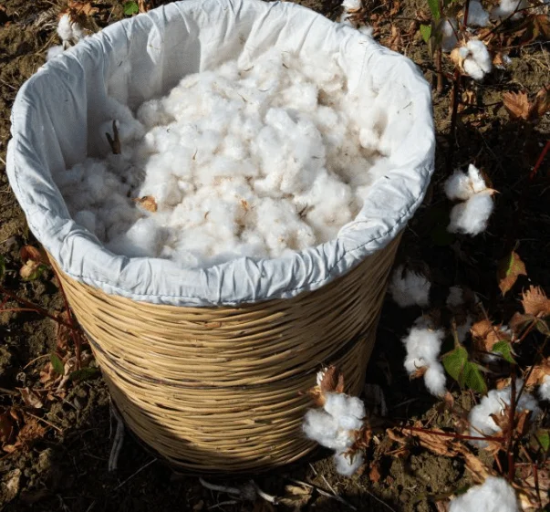 Haelixa and OVS partner on Italian traceable cotton