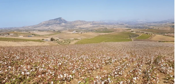 Haelixa and OVS partner on Italian traceable cotton