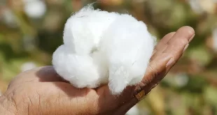 organic-cotton-certification