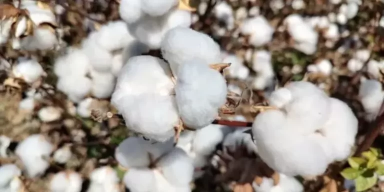 cotton