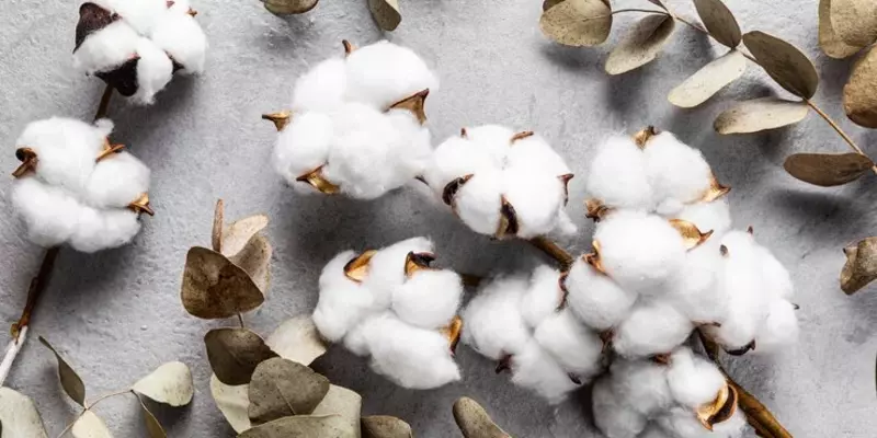 Kenya's Government Boosts Cotton Industry with Price Increase