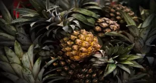Kenyan Company Turns Pineapple Waste into Sustainable Textiles