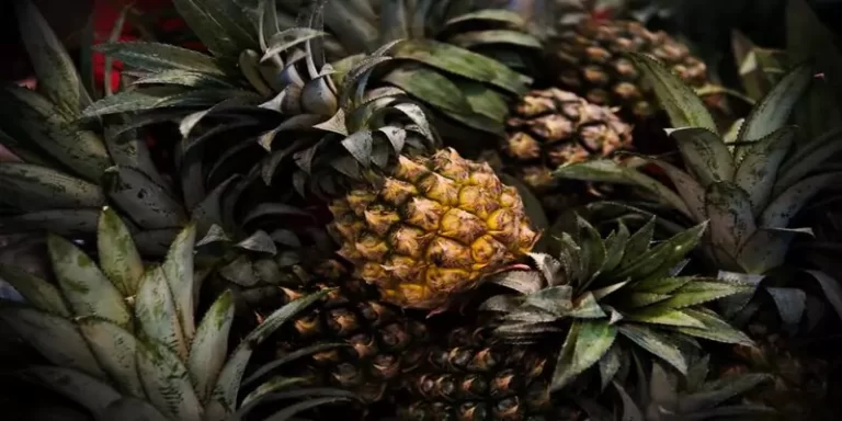 Kenyan Company Turns Pineapple Waste into Sustainable Textiles