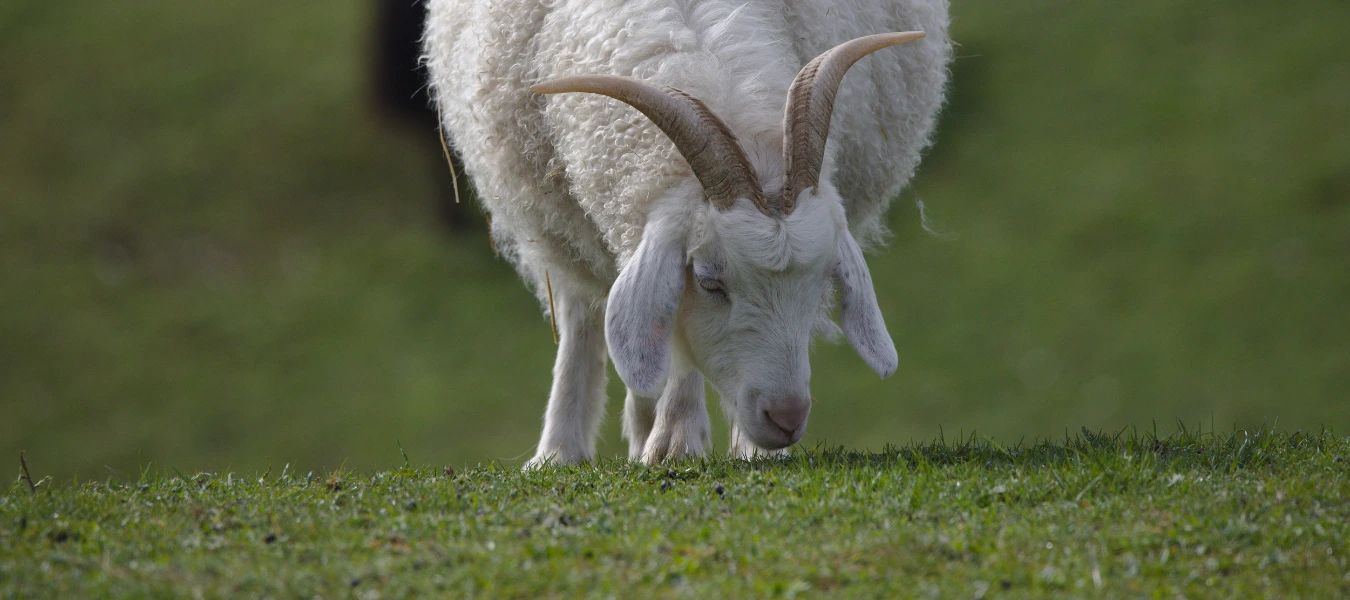 Auditors Confirm Effectiveness of The Good Cashmere Standard