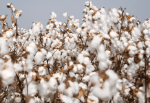 Egyptian Cotton Festival Targets Textile SMEs Across Egypt Egyptian-cotton