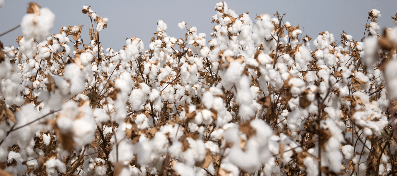 Egyptian Cotton Festival Targets Textile SMEs Across Egypt Egyptian-cotton