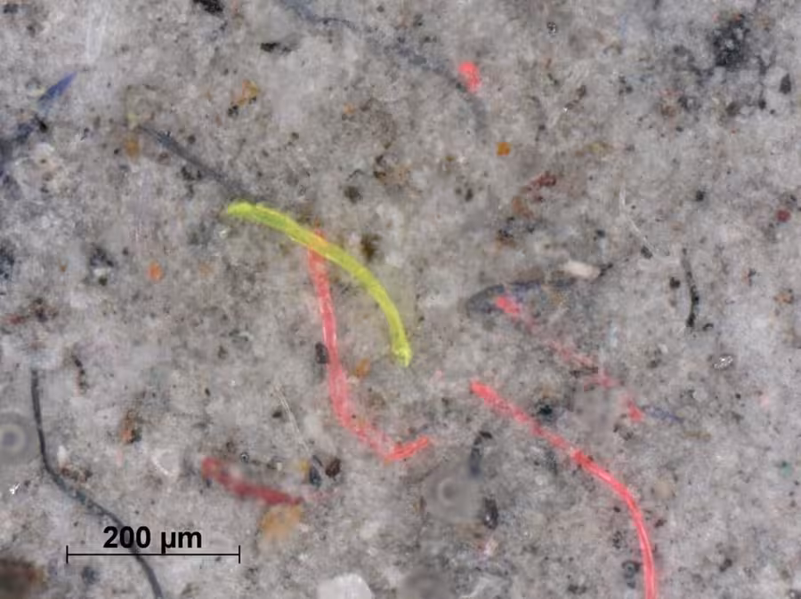 Exemplary picture of a filter cake with deposited microplastic fibers. Photo: DITF